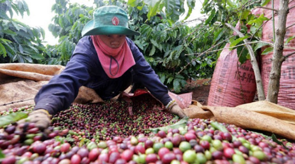 Thị trường giá nông sản 6/8: Giá tiêu tăng trở lại, cà phê giảm sâu