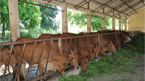 Hà Nội: Đẩy mạnh công tác lai tạo, nâng cao chất lượng giống bò thịt