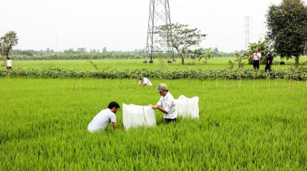 Tiêu dùng gạo thế giới 2020 tăng cao: Đồng bằng sông Cửu Long tăng tốc sản xuất lúa thu đông