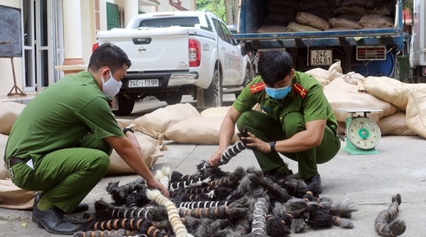 Lào Cai: Bắt giữ xe tải chở 6 tấn lông gia súc không rõ nguồn gốc