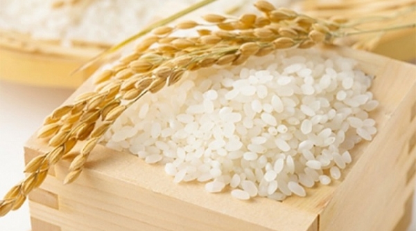 Giá lúa gạo hôm nay ngày 17/8: Duy trì sự ổn định