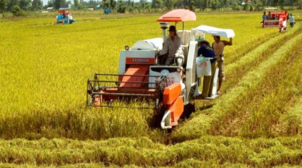 7 tháng đầu năm: Sản lượng lúa thu hoạch đạt 25 triệu tấn