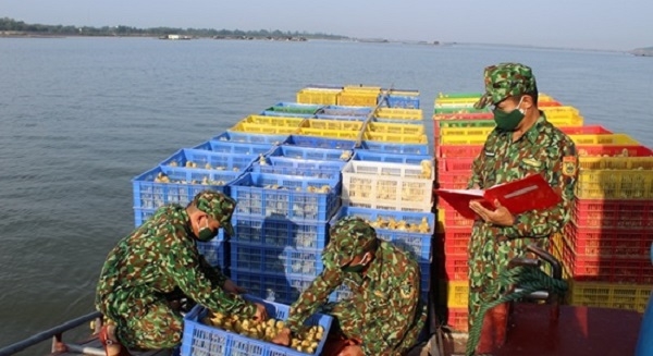 Phát hiện 30.000 con vịt giống vận chuyển trái phép ở Quảng Ninh
