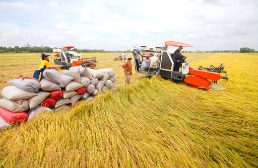Giá lúa gạo hôm nay ngày 1/9: Tiếp tục ổn định tại các tỉnh Đồng bằng sông Cửu Long