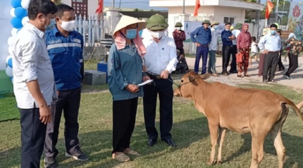 Thanh Hóa: Tập huấn, tặng bò giống cho các hộ nghèo tại thị xã Nghi Sơn
