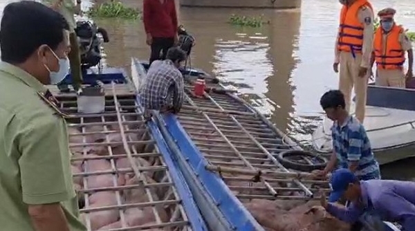 An Giang: Tạm giữ hơn 2,8 tấn heo nhập lậu từ Campuchia về Việt Nam