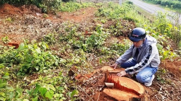 Quảng Trị: Một doanh nghiệp bị phạt gần 400 triệu đồng vì hành vi phá rừng