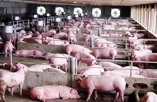 Phát triển các chuỗi thịt lợn an toàn