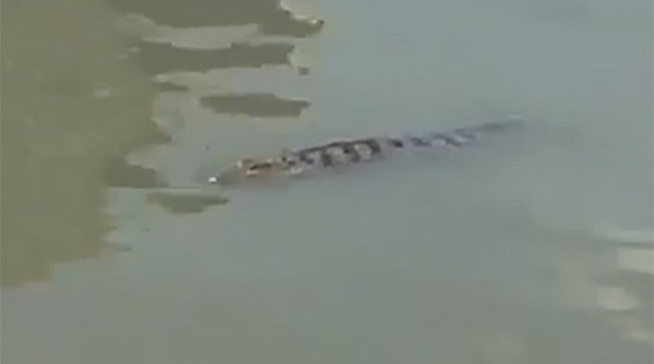 TP.HCM: Quận 12 cảnh báo người dân về việc cá sấu xuất hiện ở sông Sài Gòn