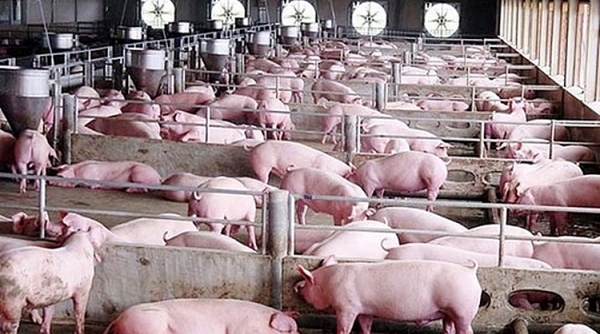 Giá thịt lợn hơi tăng lên 80.000 đồng/kg