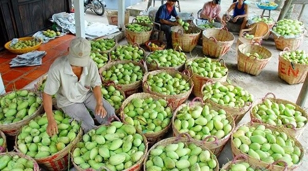 Nông sản Việt Nam gặp khó khi xuất khẩu do gian lận mã số vùng trồng
