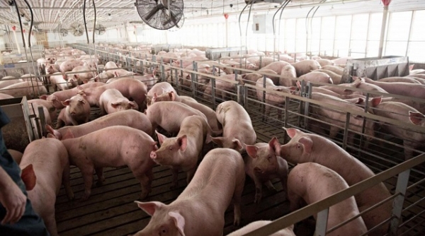 Giá lợn hơi hôm nay 14/9: Tiếp tục tăng phiên đầu tuần trên cả 3 miền