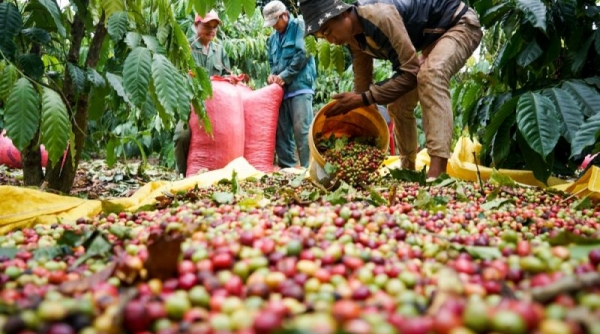 Giá cà phê ngày 15/9: Dao động trong khoảng 32.500 - 33.000 đồng/kg