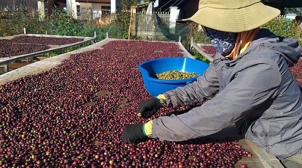 Xuất khẩu lô cà phê đầu tiên xuất sang châu Âu theo Hiệp định EVFTA