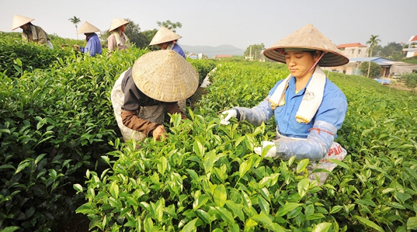 Thái Nguyên phát triển sản phẩm nông nghiệp chủ lực