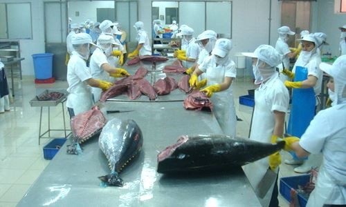 Sau hiệp định EVFTA có hiệu lực, xuất khẩu cá ngừ tăng trở lại