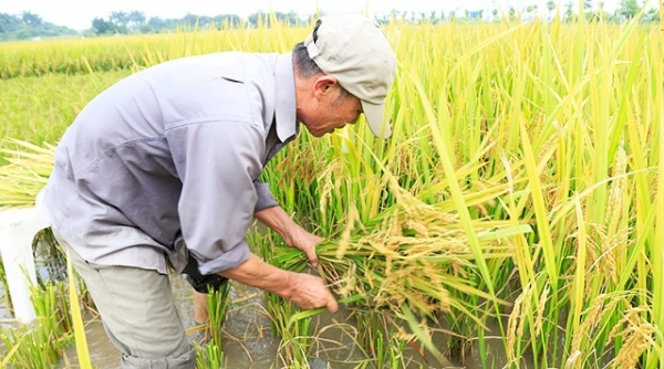 Thanh Hóa: Thu hoạch trên 50% diện tích lúa để tránh thiệt hại do bão số 5