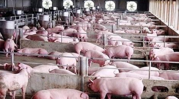 Hà Nội xây dựng chuỗi cơ sở sản xuất chăn nuôi phòng dịch tả lợn châu Phi