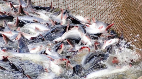 Đẩy mạnh tiêu thụ cá tra ở thị trường trong nước