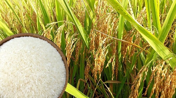 Tuần qua, giá gạo Việt Nam giảm sâu