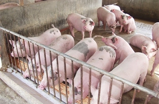 Giá lợn hơi hôm nay 28/9: Các địa phương tích cực tái đàn, giá lợn hơi có xu hướng chững lại