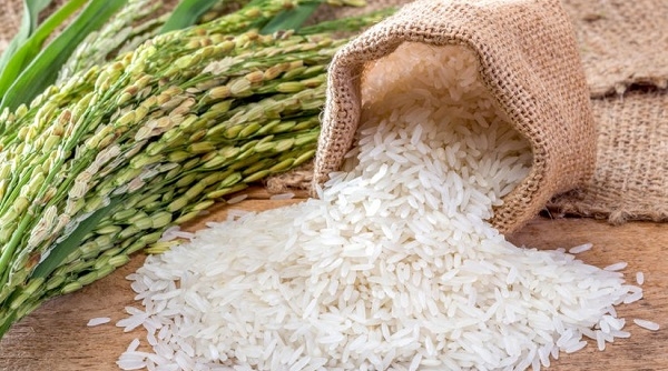 Giá lúa gạo ngày 30/9: Giá lúa tại nhiều tỉnh Đồng bằng sông Cửu Long tăng nhẹ