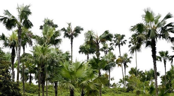 Đề xuất trồng cây Cọ hai bên đường cao tốc Nội Bài - Lào Cai đoạn qua địa bàn Phú Thọ