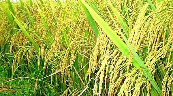 Giá lúa gạo ngày 2/10: Giá gạo tại các tỉnh ĐBSCL chững lại