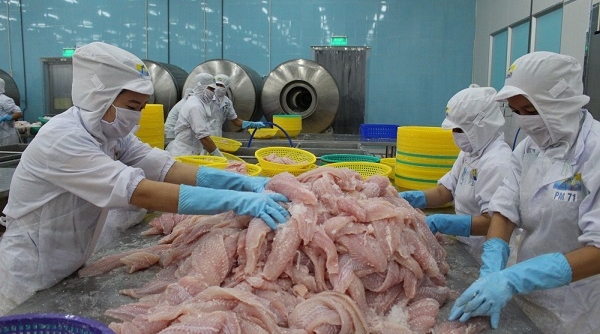 Xuất khẩu mực, bạch tuộc sang Trung Quốc tăng 53% sau quý I ảm đạm