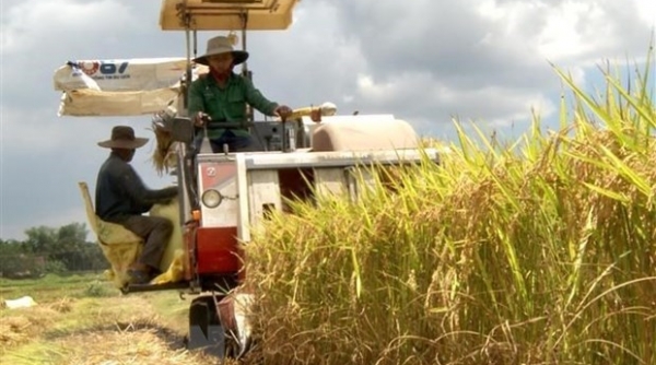 Giá lúa gạo hôm nay 4/10: Giá gạo tăng nhẹ