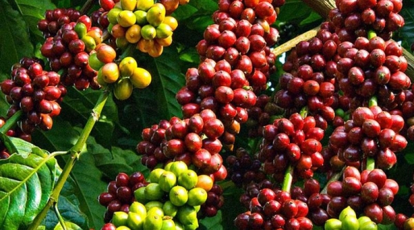 Giá cà phê hôm nay 6/10: Dao động trong khoảng 31.000 - 31.500 đồng/kg