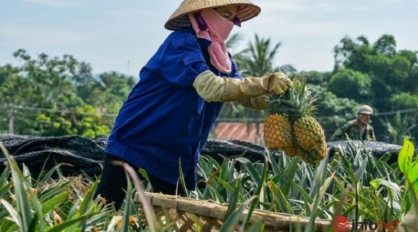 Agribank Thanh Hóa đồng hành cùng nông dân phát triển sản xuất nông nghiệp mới