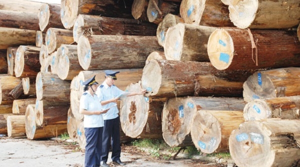 Hải quan tăng cường kiểm soát gỗ nguyên liệu bạch dương nhập khẩu từ Trung Quốc