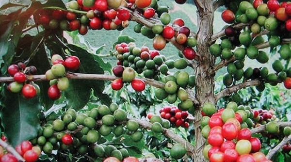 Thị trường nông sản ngày 10/10: Giá cà phê, tiêu cùng tăng
