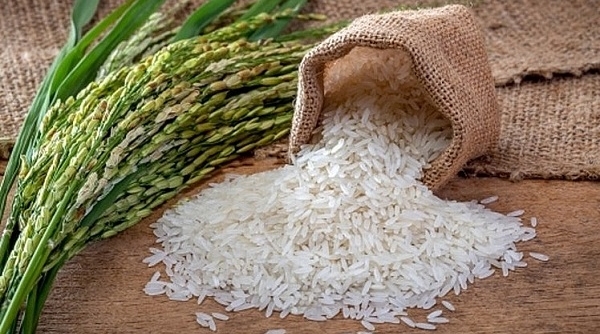 Giá lúa gạo ngày 11/10: Giá gạo tại Đồng bằng Sông Cửu Long giữ ổn định