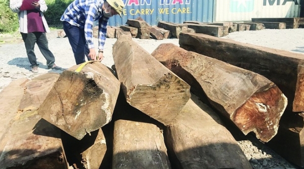 Tìm chủ nhân 60 container gỗ giáng hương Tây Phi nhập khẩu bị “bỏ quên” ở cảng Cát Lái