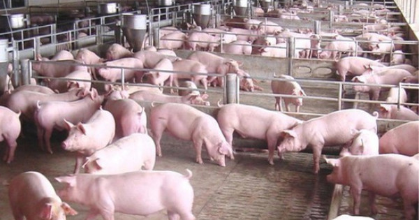 Giá lợn hơi hôm nay 13/10: Đồng loạt giảm trên cả nước