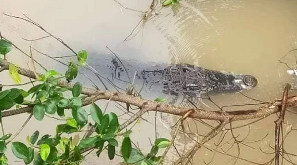 Đồng Tháp: Cá sấu “dạo chơi” trên sông, người nuôi đối diện với mức phạt 350 triệu đồng