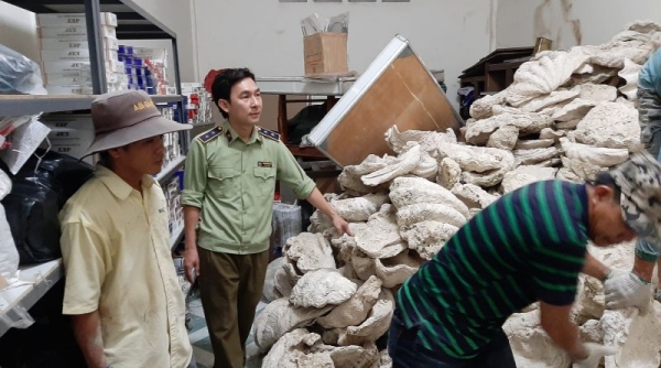 Chuyển giao 21.000 kg vỏ Trai tai tượng khổng lồ cho Bảo tàng Thiên nhiên Việt Nam