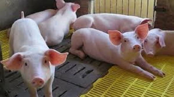 Thanh Hóa: Đẩy mạnh các giải pháp phòng, chống bệnh dịch tả lợn châu Phi tái phát