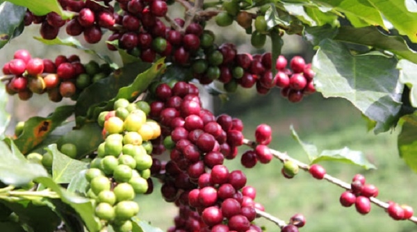 Thị trường giá nông sản ngày 23/10: Giá tiêu, cà phê cùng tăng 500 đồng/kg