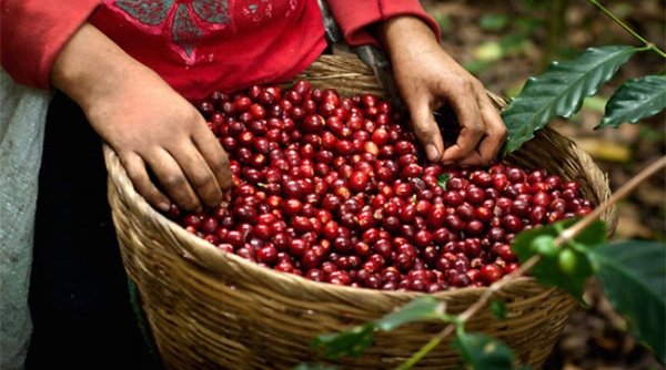 Giá nông sản hôm nay 24/10: Giá tiêu tăng tại các địa phương, giá cà phê thì quay đầu