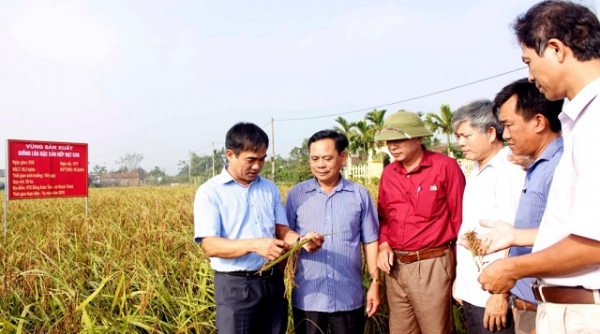 Công bố nhãn hiệu chứng nhận sản phẩm "Nếp hạt cau Ninh Bình"