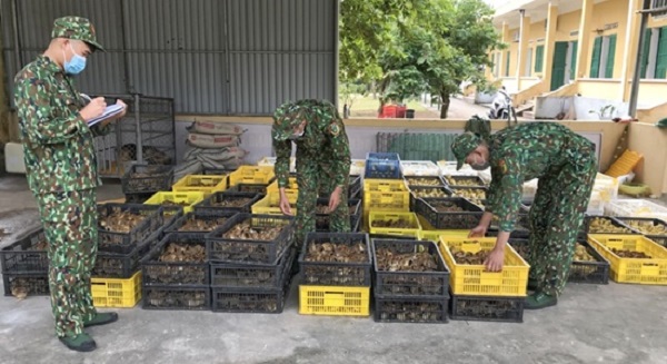 Quảng Ninh: Phát hiện bè tự chế vận chuyển 10.500 con gà, vịt giống nhập lậu
