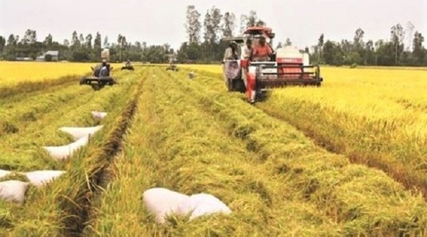 Giá lúa gạo ngày 29/10: Tại các tỉnh đồng bằng sông Cửu Long duy trì ổn định