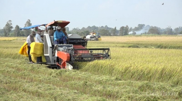 Giá lúa gạo tại nhiều tỉnh đồng bằng sông Cửu Long tăng nhẹ