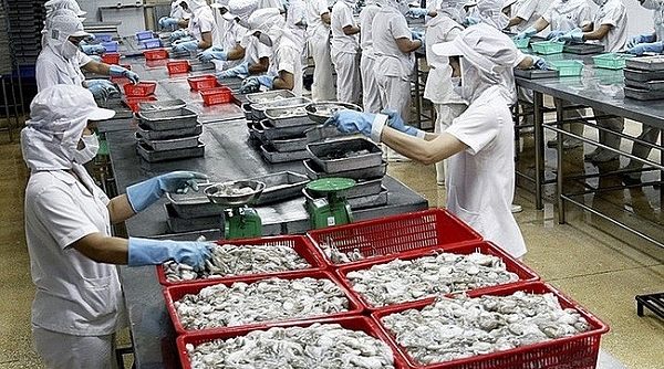 Quý III/2020, xuất khẩu mực và bạch tuộc sang Trung Quốc đạt trên 13 triệu USD