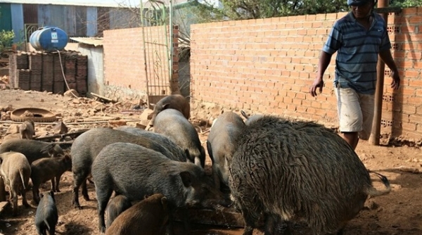 Đắk Lắk vẫn gặp nhiều khó khăn để dập tắt dịch tả lợn Châu Phi