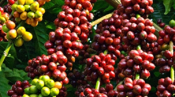 Giá cà phê hôm nay 9/11: Giữ giá 33 triệu đồng/tấn, xuất khẩu cà phê toàn cầu đang giảm