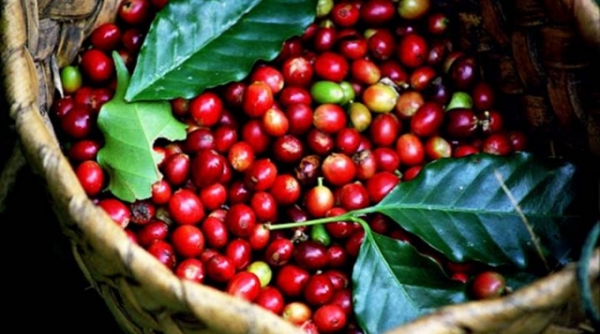 Giá cà phê hôm nay 10/11: Dao động trong khoảng 32.700 - 33.300 đồng/kg